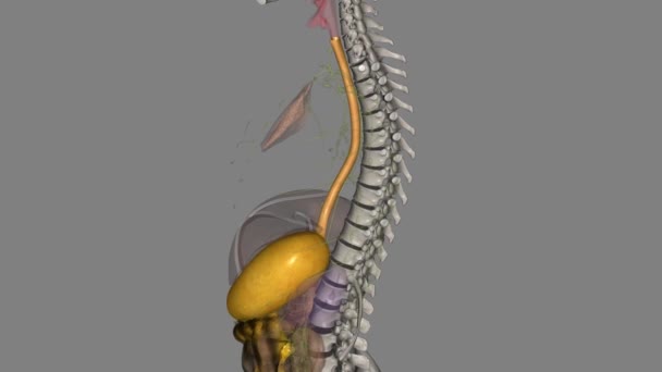 食管是一种中空的肌肉管 将食物和液体从喉咙输送到胃部 — 图库视频影像