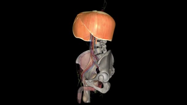 横隔膜是一种帮助你吸气和呼气的肌肉 — 图库视频影像