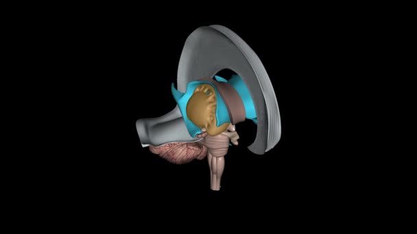 Структура Переднего Мозга Включает Себя Ядро Каудата Гнойник Ядро Вентральный — стоковое видео