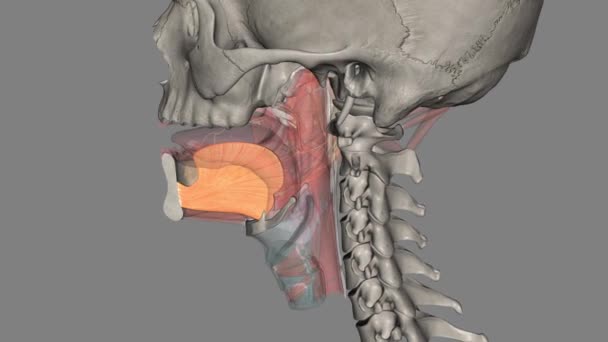 Genioglosusは舌のペアリングされたエキスティック筋肉の一つです — ストック動画