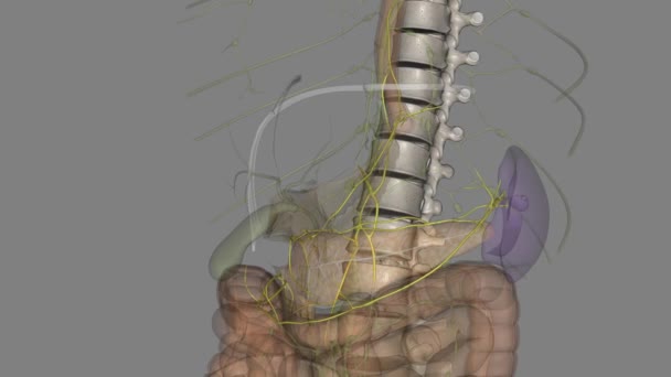 Lenf Düğümleri Pelvik Organlarla Ilişkilidir Mesane Paravaginal Pararektal Lenf Düğümlerinin — Stok video