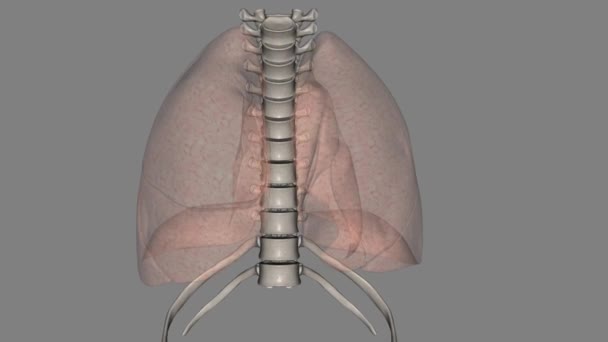 肺帮助你呼吸和吸入氧气 — 图库视频影像
