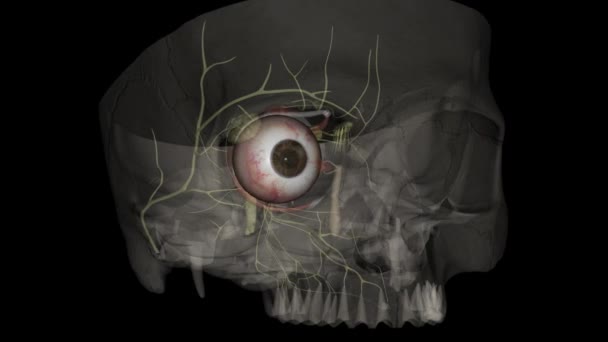 Reflejo Luz Ocular Está Regulado Por Tres Estructuras Retina Pretectum — Vídeos de Stock
