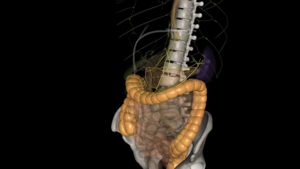 Organsal Lenfatik Damarlar Kolon — Stok video