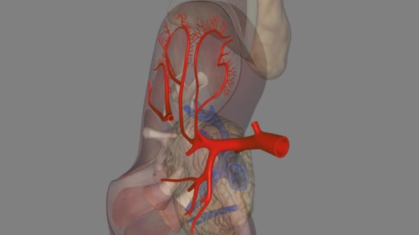 Νεφρικές Αρτηρίες Είναι Μεγάλα Αιμοφόρα Αγγεία Που Μεταφέρουν Αίμα Από — Αρχείο Βίντεο
