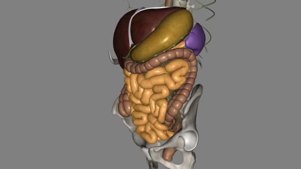 也称为小肠 是胃之间的特殊管状结构 — 图库视频影像