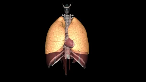 Lungans Funktion Att Syre Från Luften Till Blodet Utförs Alveolerna — Stockvideo