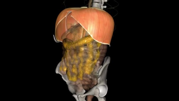 Diafragma Ubicado Debajo Los Pulmones Músculo Principal Respiración — Vídeos de Stock