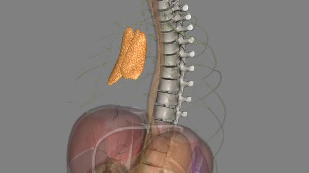 胸腺是主要负责免疫细胞的产生和成熟的器官 — 图库视频影像