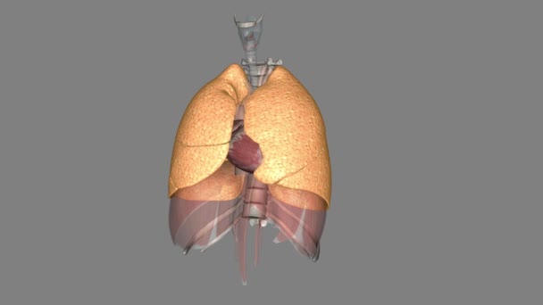 Akciğerin Işlevi Alveoller Tarafından Gerçekleştirilen Oksijeni Havadan Kana Ulaştırmaktır — Stok video