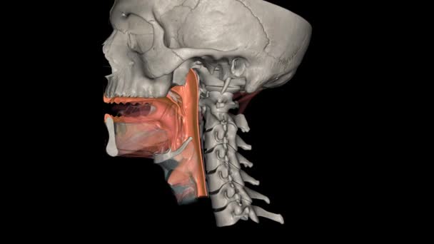 Der Oropharynx Ist Die Mittlere Kammer Des Rachens Die Nahrung — Stockvideo