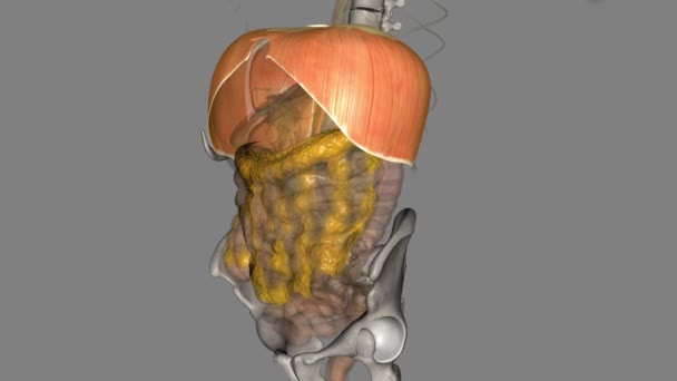 Akciğerlerin Altındaki Diyafram Solunumun Ana Kasıdır — Stok video