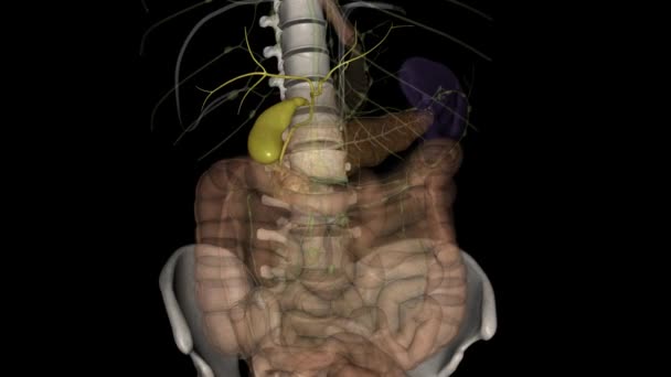 胆嚢は 肝臓のすぐ下にある腹部の右側の小さな真珠状の臓器です — ストック動画