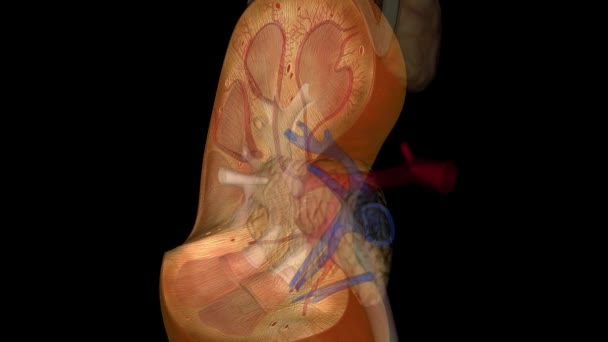 Ginjalnya Adalah Dua Organ Berbentuk Kacang Masing Masing Sekitar Ukuran — Stok Video