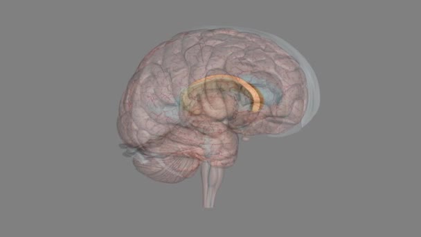 Callosum体是由2亿多根髓化神经纤维组成的大束 连接着大脑的两个半球 使大脑的左右两侧之间能够进行交流 — 图库视频影像