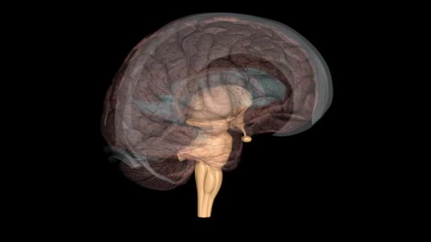 脑干是你大脑中最底部 最僵硬的部分 它把你的大脑和你的脊髓连接起来 — 图库视频影像
