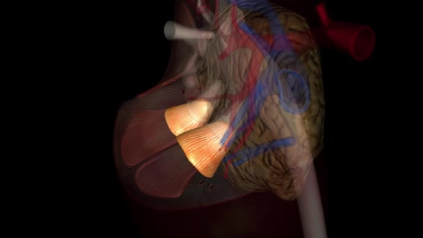 肾金字塔 肾的任何三角形组织部分 构成肾的髓质或内部物质 — 图库视频影像