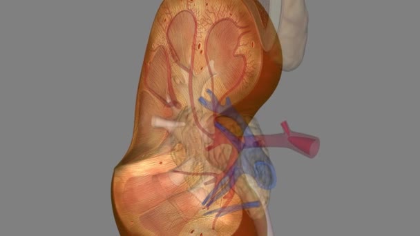 Kidneys Two Bean Shaped Organs Each Size Fist — Stock Video
