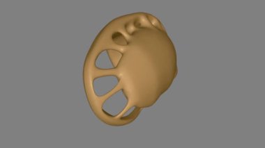 Ön beyin yapıları arasında caudate nucleus, putamen, nucleus accumbens (veya ventral striatum) ve globus pallidus bulunur.