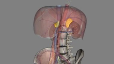 Adrenal bezler, ayrıca suprarenal bezler olarak da bilinir, her iki böbreğin üzerinde bulunan küçük, üçgen şekilli bezlerdir. .