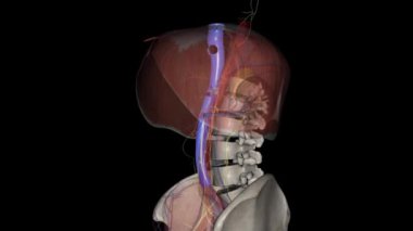 İnferior vena cava (IVC), sol ve sağ kalça damarlarının birleşmesiyle oluşan büyük bir retroperitonal damardır. .