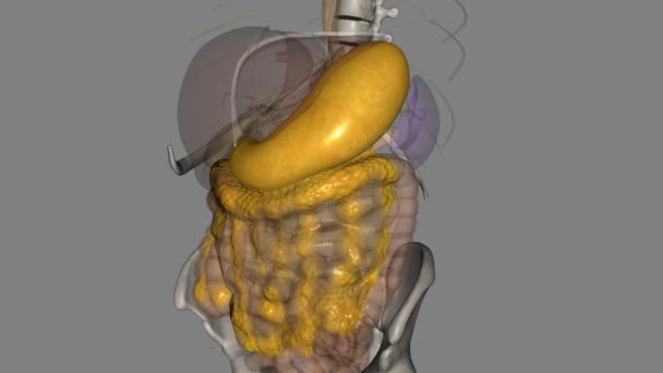 胃是主要的消化器官 也是向十二指肠输送食物的重要步骤 — 图库视频影像