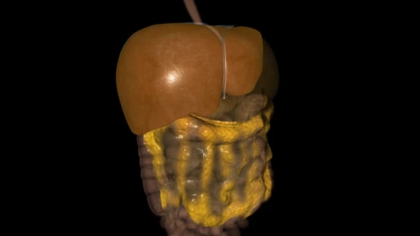 肝脏是一个像足球一样大的器官 — 图库视频影像