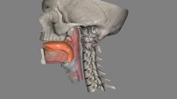 Tongue Muscular Organ Mouth — Stock Video