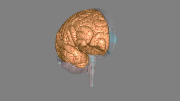 Мозкова Оболонка Ділиться Ліву Праву Півкулі — стокове відео