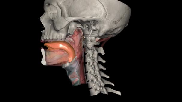 舌は口の中の筋肉器官である — ストック動画