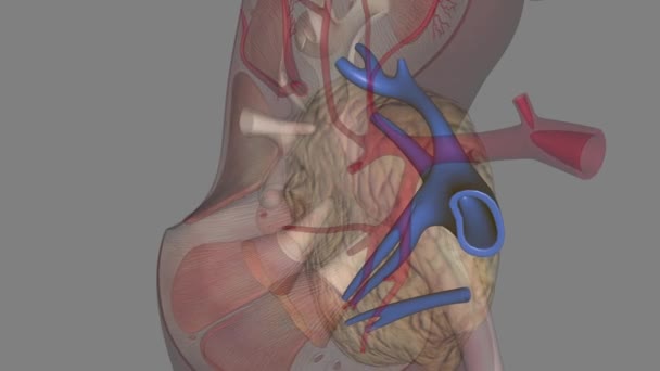 腎臓の循環における腎臓静脈は 腎臓によって濾過された血液を劣悪なヴェナカバに排出する大口径静脈である — ストック動画