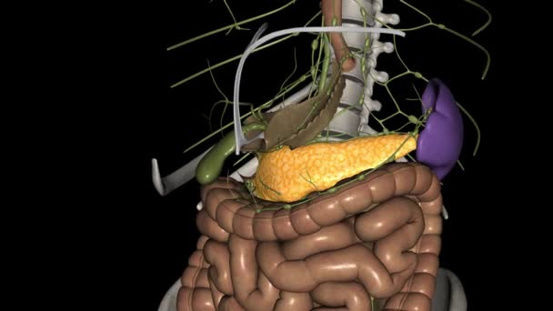 Die Bauchspeicheldrüse Ist Ein Organ Bauch Spielt Eine Wesentliche Rolle — Stockvideo