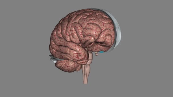 Мозок Складається Чотирьох Частинок Кожен Яких Пов Язаний Різними Функціями — стокове відео