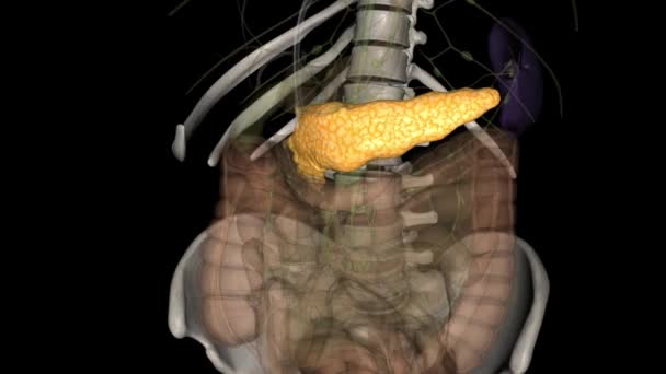 Pankreas Karın Bölgesinde Bulunan Bir Organdır Yediğimiz Yiyeceklerin Vücut Hücreleri — Stok video