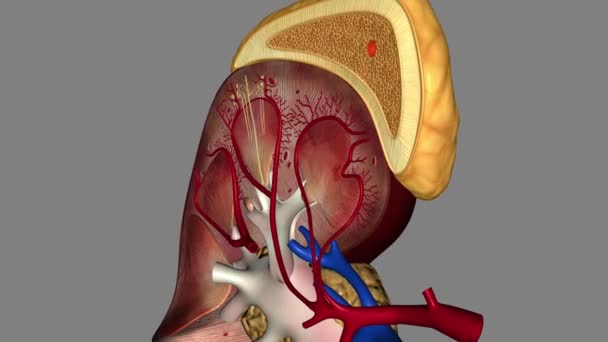 肾上腺也被称为上肾腺体 是内分泌系统的重要组成部分 — 图库视频影像