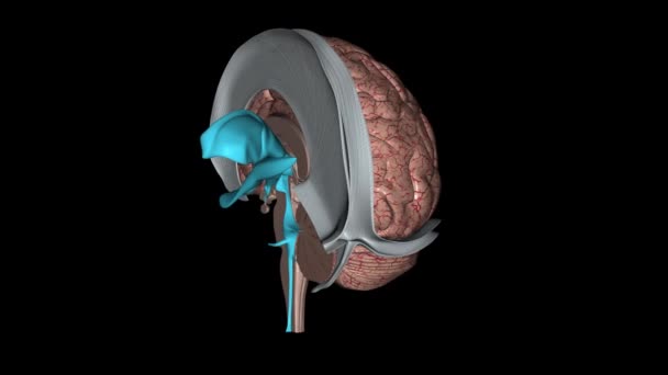 Cerebro Consta Cuatro Lóbulos Cada Uno Asociado Con Diferentes Funciones — Vídeos de Stock