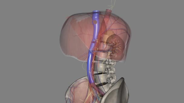 下腔静脉 Ivc 是一种由左 右共同睫状静脉交汇处形成的巨大腹膜后血管 — 图库视频影像