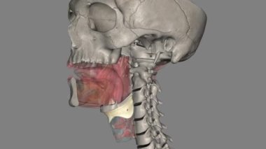 The thyrohyoid membrane (or hyothyroid membrane) is a broad, fibro-elastic sheet of the larynx.