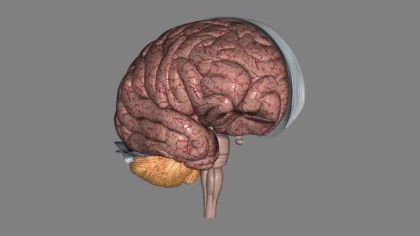 Cerebelo Uma Parte Cérebro Que Desempenha Papel Vital Maioria Dos — Vídeo de Stock