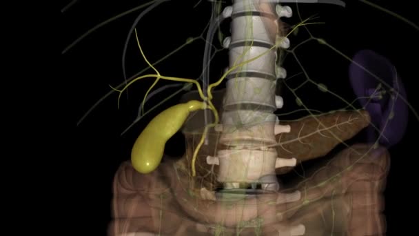 Gallenblase Ist Ein Kleines Birnenförmiges Organ Auf Der Rechten Seite — Stockvideo