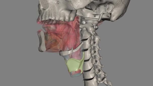 Thyrohyoid Membrane Hyothyroid Membrane Broad Fibro Elastic Sheet Larynx — Vídeos de Stock