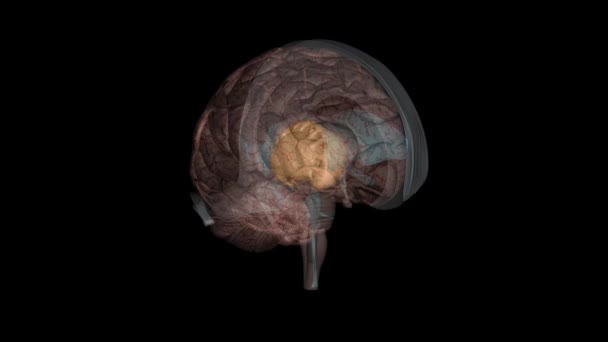 前脑的结构包括尾状核 累积核 或腹侧纹状体 和视神经麻痹 — 图库视频影像