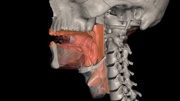 オロパリンクスは 口から食物をリナゴパリンに渡すファリンクスの中間チャンバーです 鼻咽頭も上から開きます — ストック動画