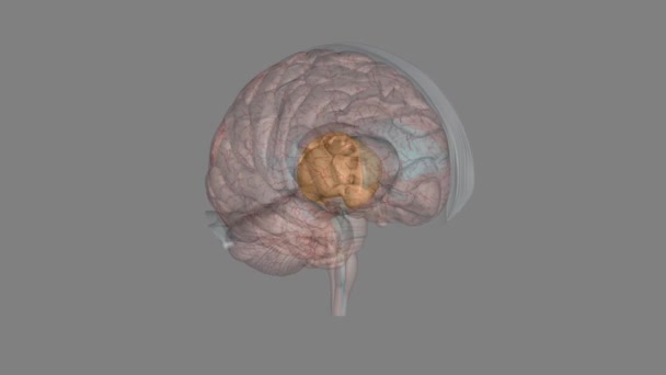 Förhjärnans Strukturer Omfattar Kaudatkärnan Putamen Nucleus Accumbens Eller Ventral Striatum — Stockvideo
