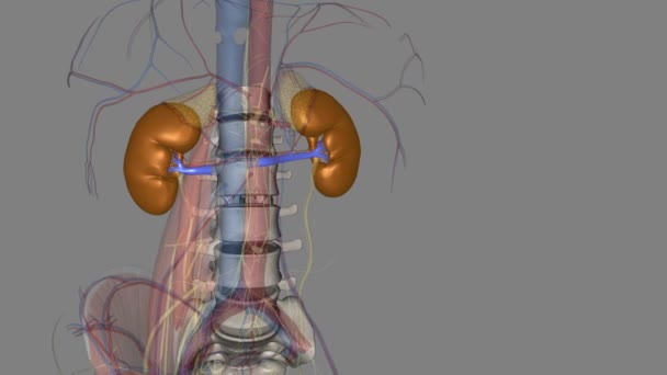 腎血管は腎臓から心臓に血液を戻す血管です — ストック動画