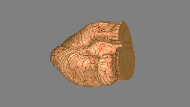 小脑是大脑的一部分 在包括眼部运动在内的大多数身体运动中起着至关重要的作用 — 图库视频影像
