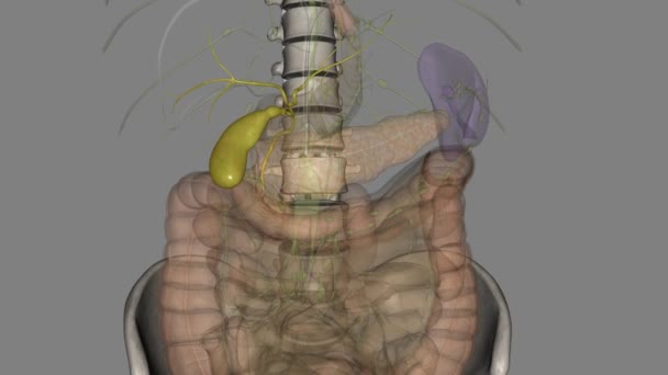 Gallenblase Ist Ein Kleines Birnenförmiges Organ Auf Der Rechten Seite — Stockvideo