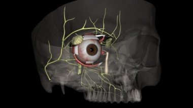Göz ışığı refleksi üç yapı tarafından düzenlenir: retina, pretectum ve (çubuklar), bipolar hücreler ve retina ganglion hücreleri.