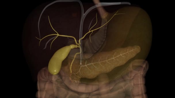 Cistifellea Piccolo Organo Forma Pera Sul Lato Destro Dell Addome — Video Stock