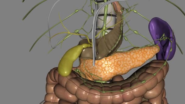 胆囊是一种小的 梨形的器官 位于你的右腹部 就在你的肝脏下面 — 图库视频影像